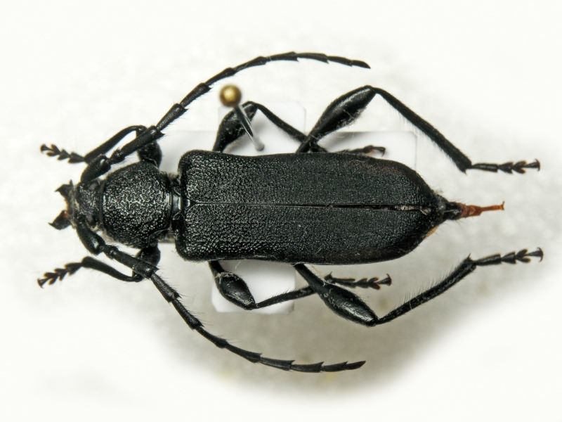Ropalopus clavipes (Fabricius, 1775)